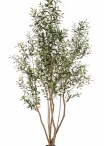 7' Olive Tree w/Fruits Wild Trunk 220 cm