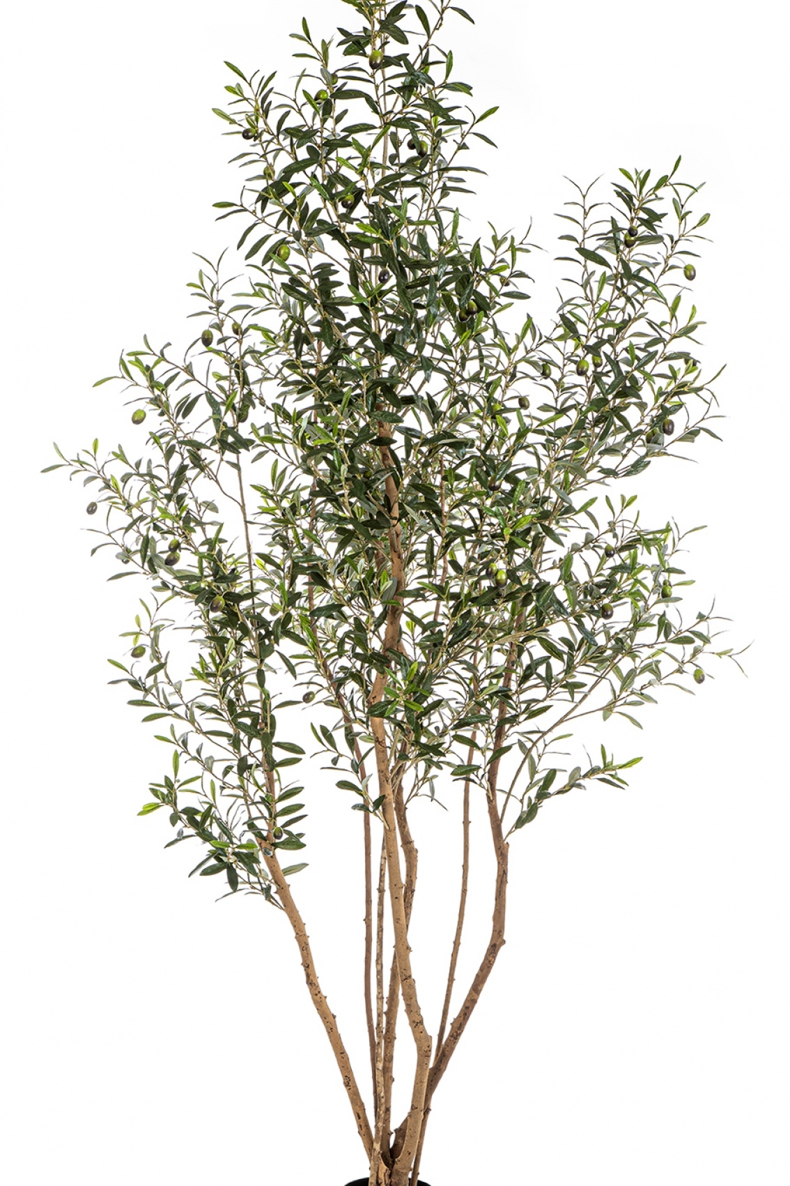7' Olive Tree w/Fruits Wild Trunk 220 cm