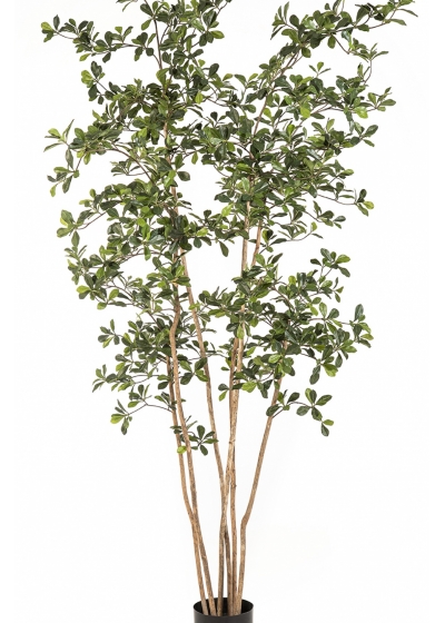 7' Oriental Black Olive Tree 210 cm