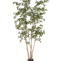 7' Oriental Black Olive Tree 210 cm