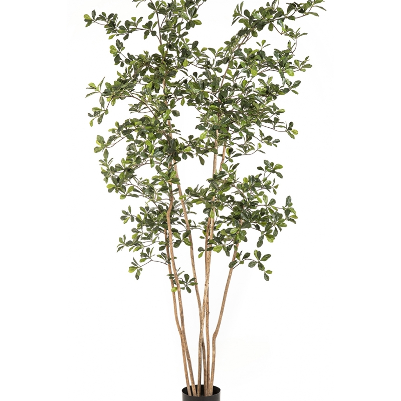 7' Oriental Black Olive Tree 210 cm