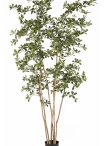 7' Oriental Black Olive Tree 210 cm