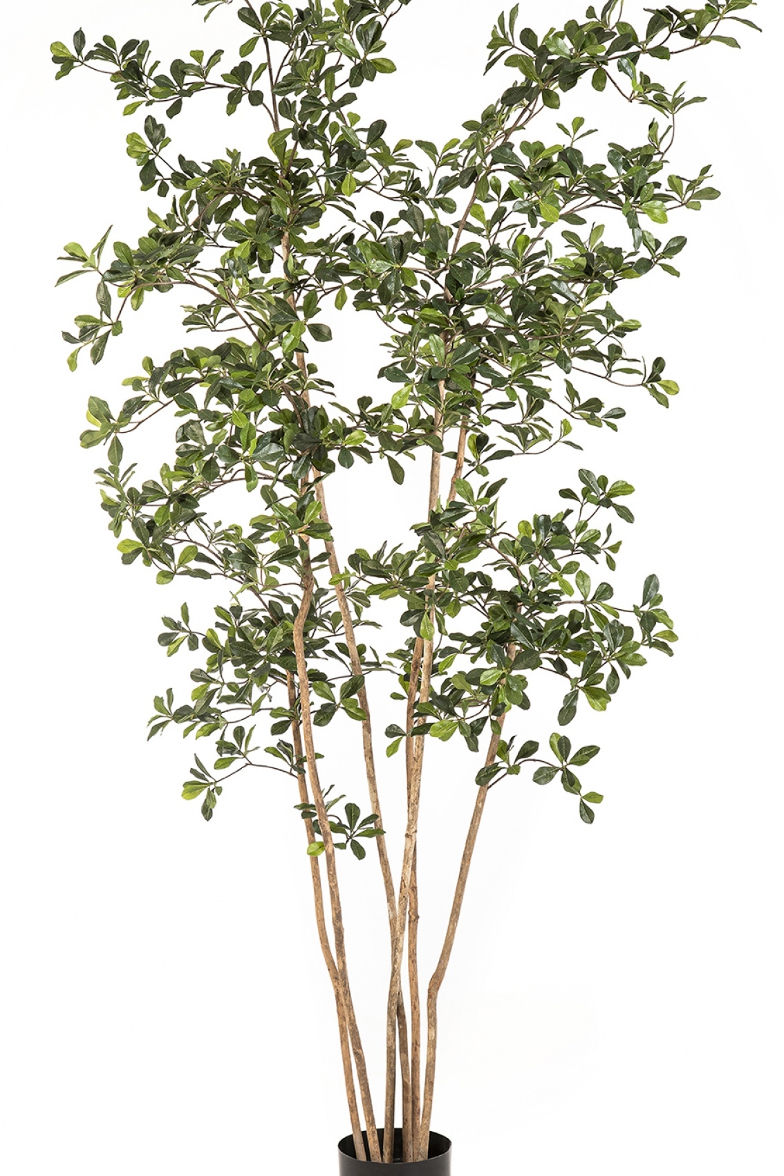 7' Oriental Black Olive Tree 210 cm