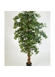 7' SWEET GINGKO FOREST TREE 210 cm