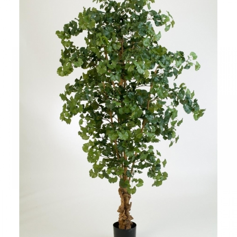 7' SWEET GINGKO FOREST TREE 210 cm