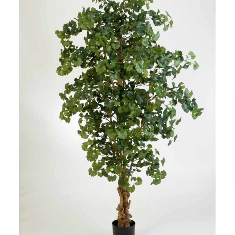 7' SWEET GINGKO FOREST TREE 210 cm