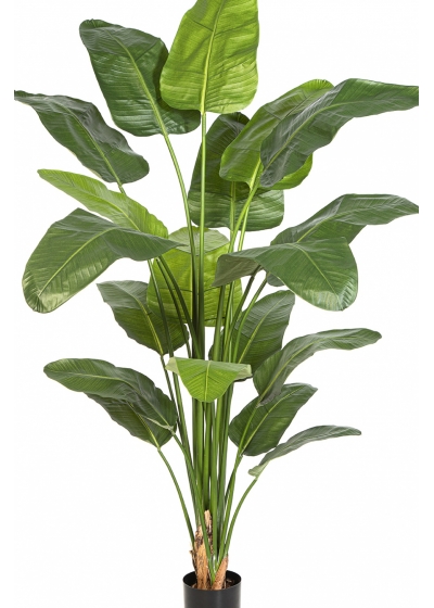 7' Strelitzia Nicolai 220 cm