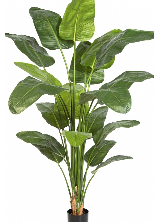 7' Strelitzia Nicolai 220 cm