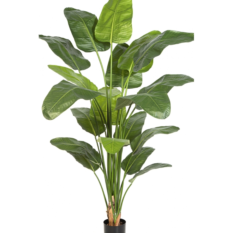 7' Strelitzia Nicolai 220 cm