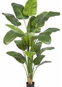 7' Strelitzia Nicolai 220 cm
