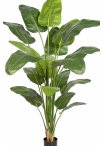 7' Strelitzia Nicolai 220 cm