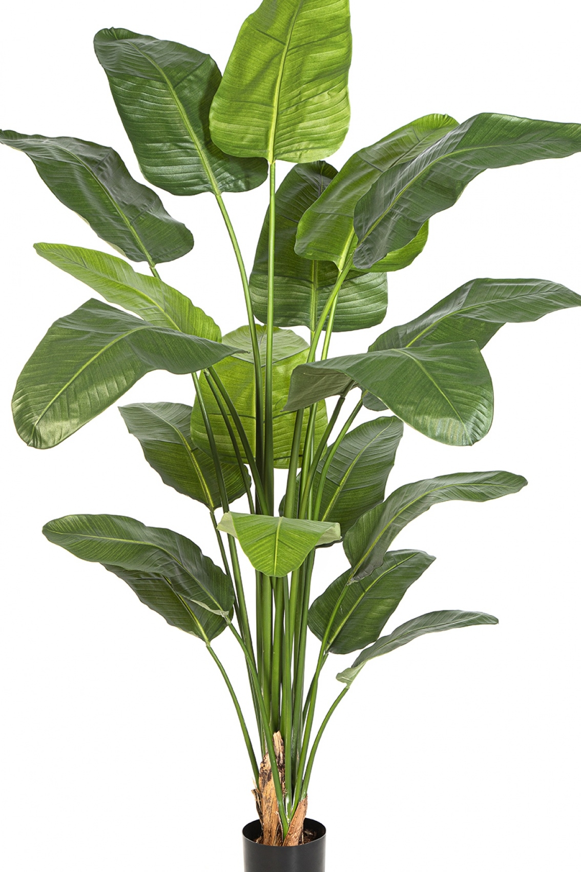 7' Strelitzia Nicolai 220 cm