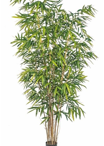 8' NEW BAMBOO BIG LEAF 240-300 cm