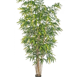 8' NEW GIANT BAMBOO BIG LEAF 240-300 cm