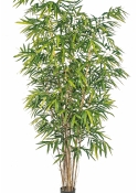 8' NEW GIANT BAMBOO BIG LEAF 240-300 cm