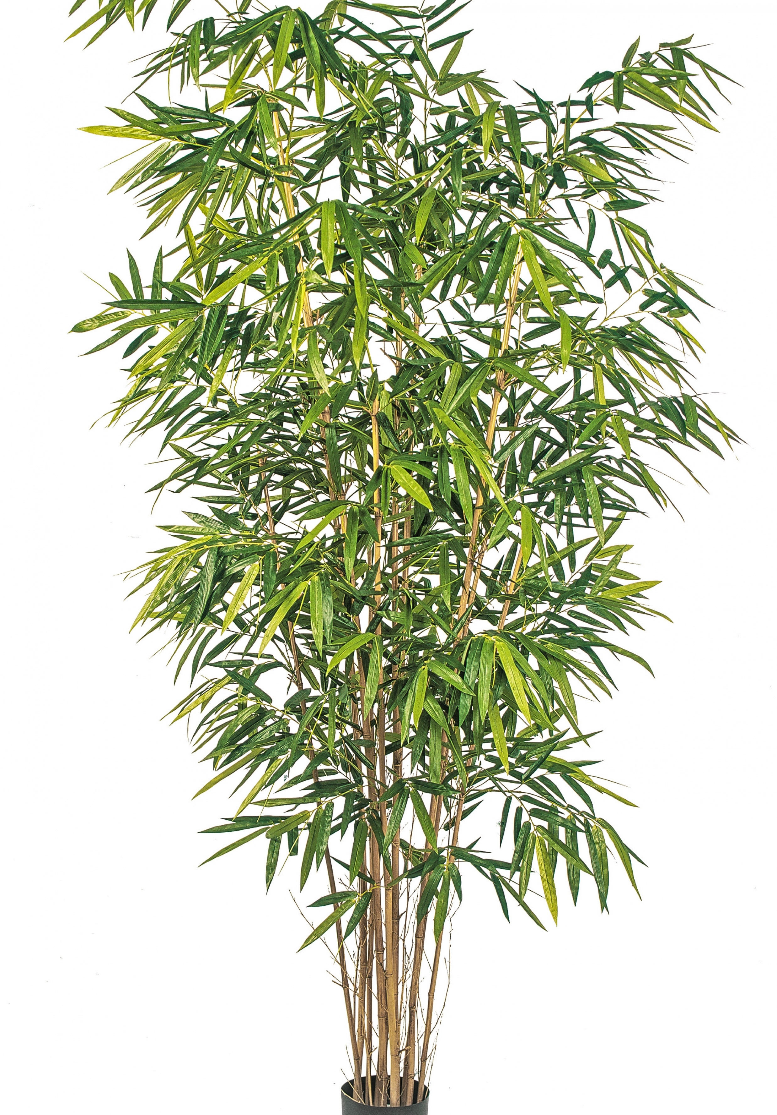 8' NEW GIANT BAMBOO BIG LEAF 240-300 cm