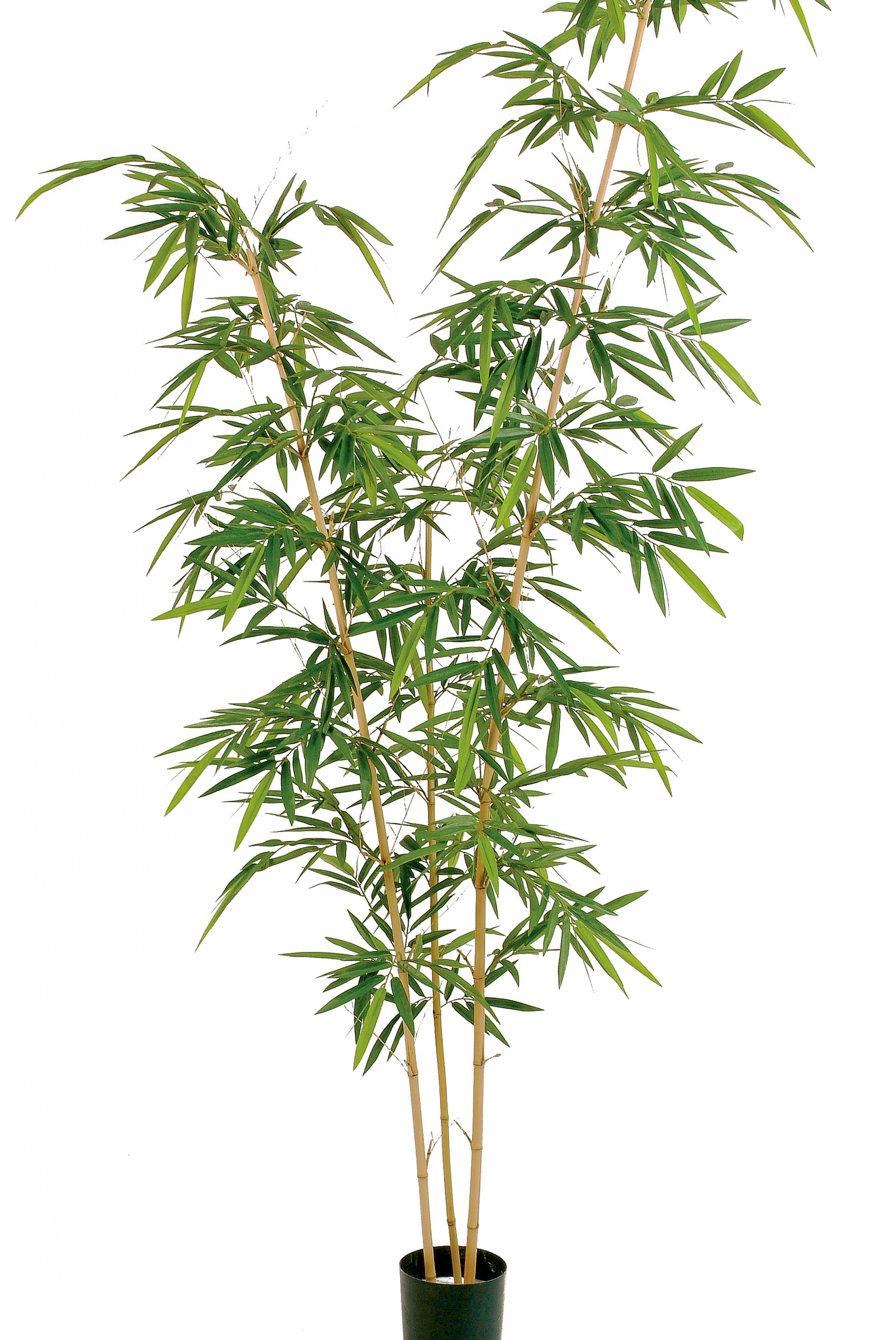 9' NEW BAMBOO ELEGANT TREE 260 cm