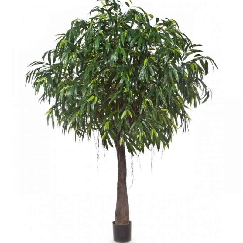 9' ROYAL LONGIFOLIA CABANA TREE 270 cm