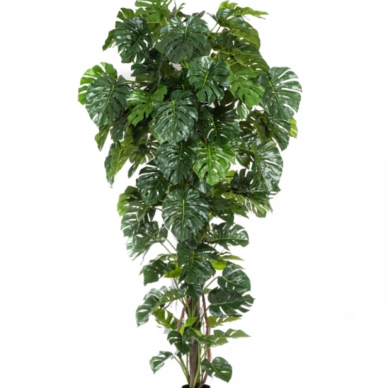 9' SPLIT PHILO TROPICAL 280 cm