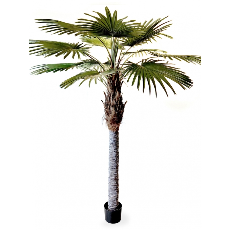 9' Washingtonia Palm 270 cm
