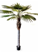 9' Washingtonia Palm 270 cm