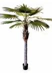 9' Washingtonia Palm 270 cm