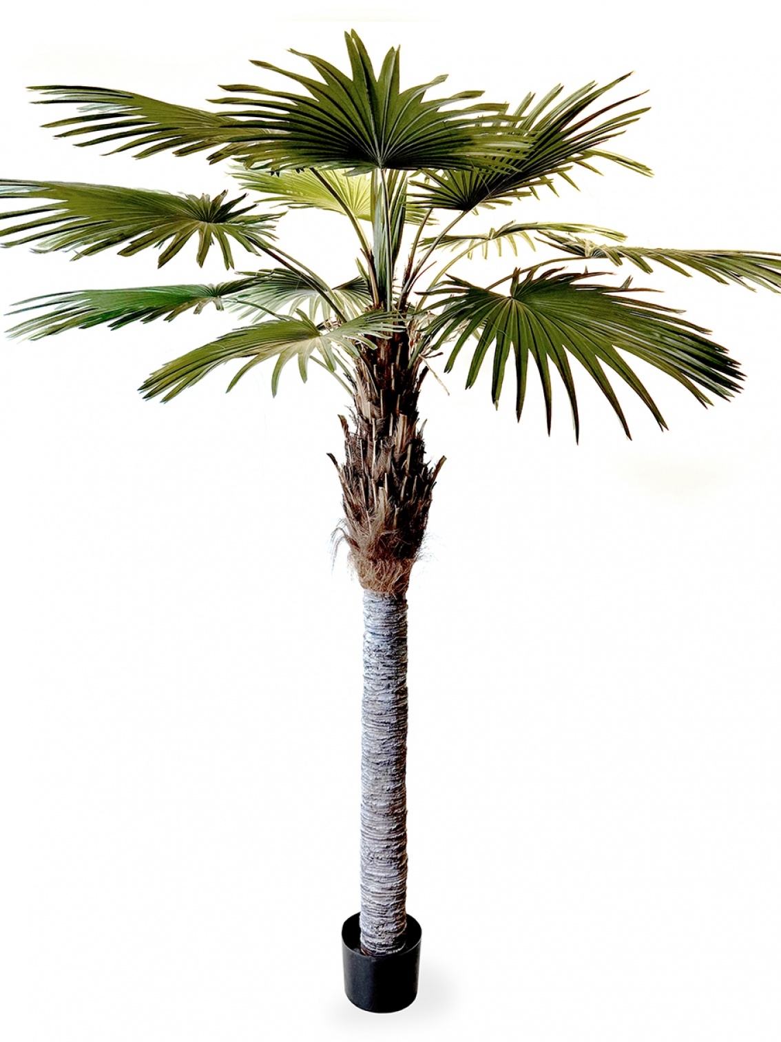 9' Washingtonia Palm 270 cm