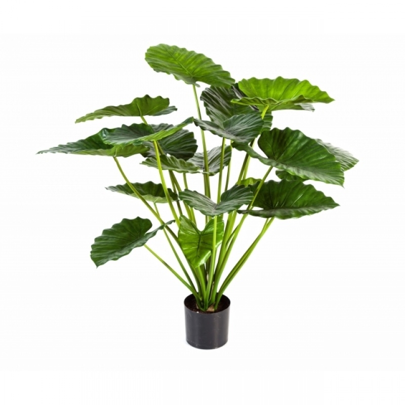 ALOCASIA CALIDORA BUSH 75-95 cm