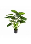 ALOCASIA CALIDORA BUSH 75-95 cm