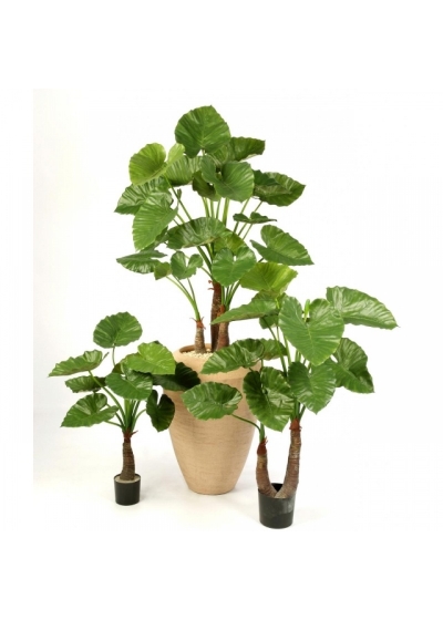 ALOCASIA CALIDORA X 10 80-120 cm