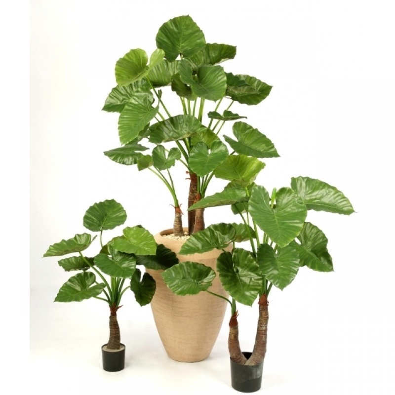 ALOCASIA CALIDORA X 10 80-120 cm
