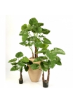 ALOCASIA CALIDORA X 10 80-120 cm