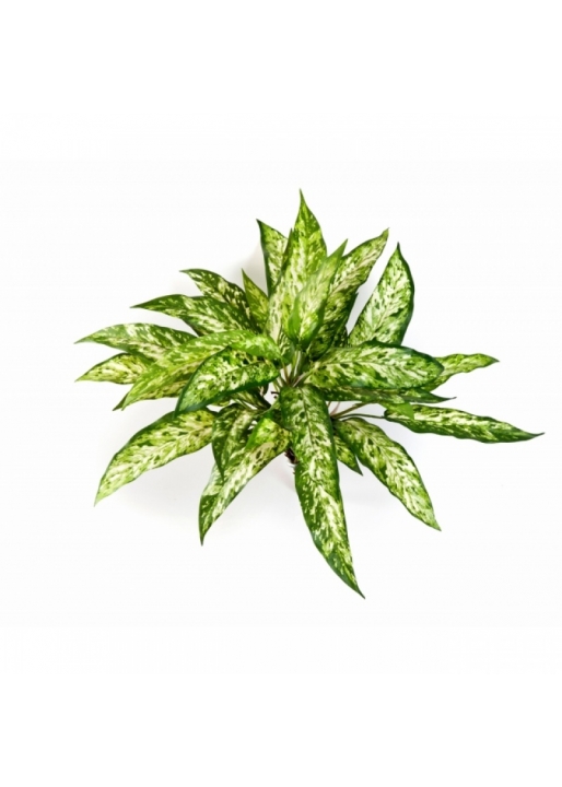 Agaonema bush x 36 48 cm