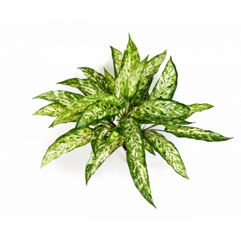 Agaonema bush x 36 48 cm