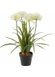 Agapanthus White w/pot 66 cm