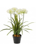 Agapanthus White w/pot 66 cm