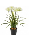 Agapanthus White w/pot 66 cm