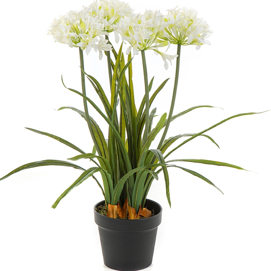 Agapanthus White w/pot 66 cm