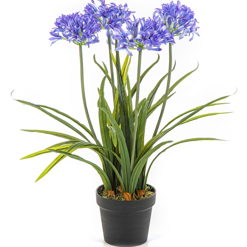 Agapanthus blue w/pot 66 cm