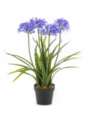 Agapanthus blue w/pot 66 cm