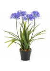 Agapanthus blue w/pot 66 cm