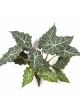Alocasia Bush x 12 60 cm