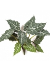 Alocasia Bush x 12 60 cm