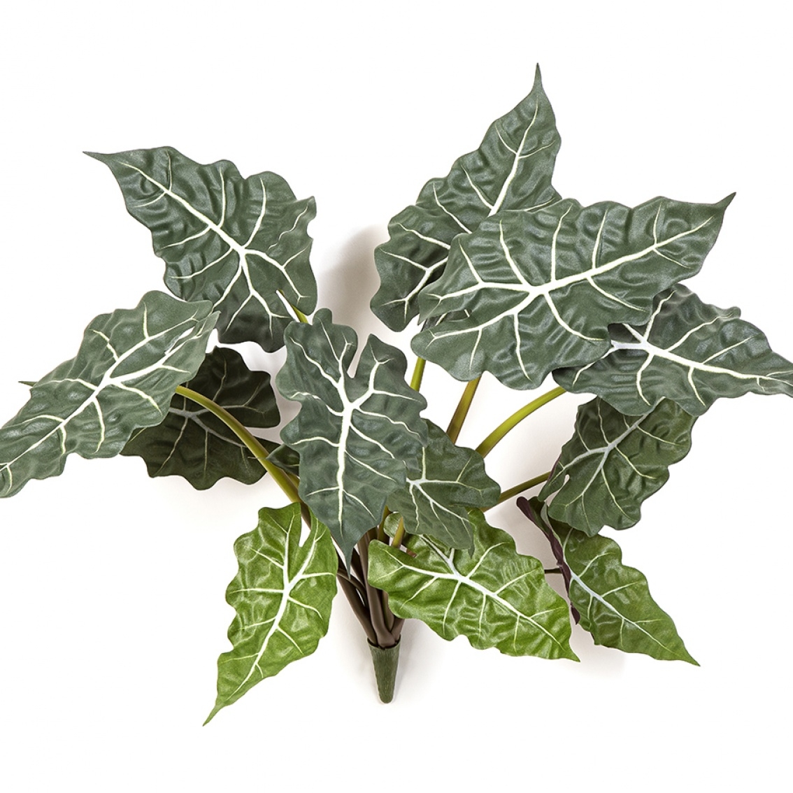 Alocasia Bush x 12 60 cm
