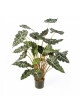 Alocasia bush w/pot 110 cm