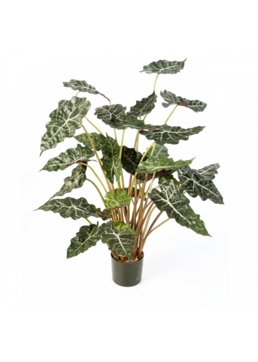 Alocasia bush w/pot 110 cm
