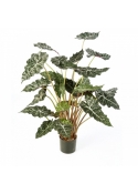 Alocasia bush w/pot 110 cm