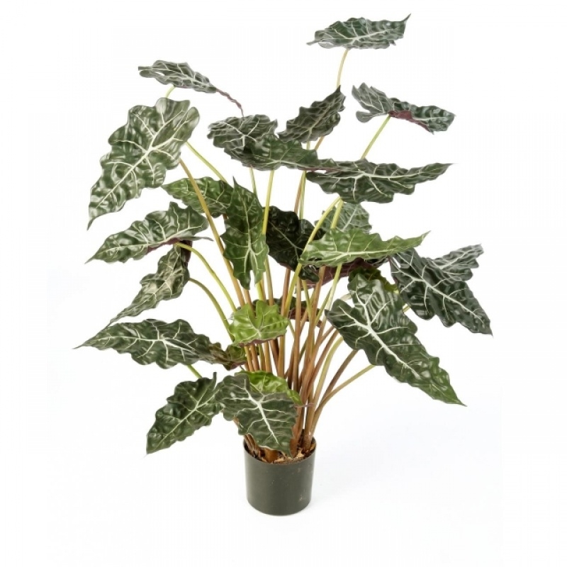 Alocasia bush w/pot 110 cm