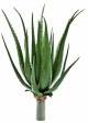 Aloe plant x 17 lvs 50 cm