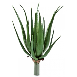 Aloe plant x 17 lvs 50 cm